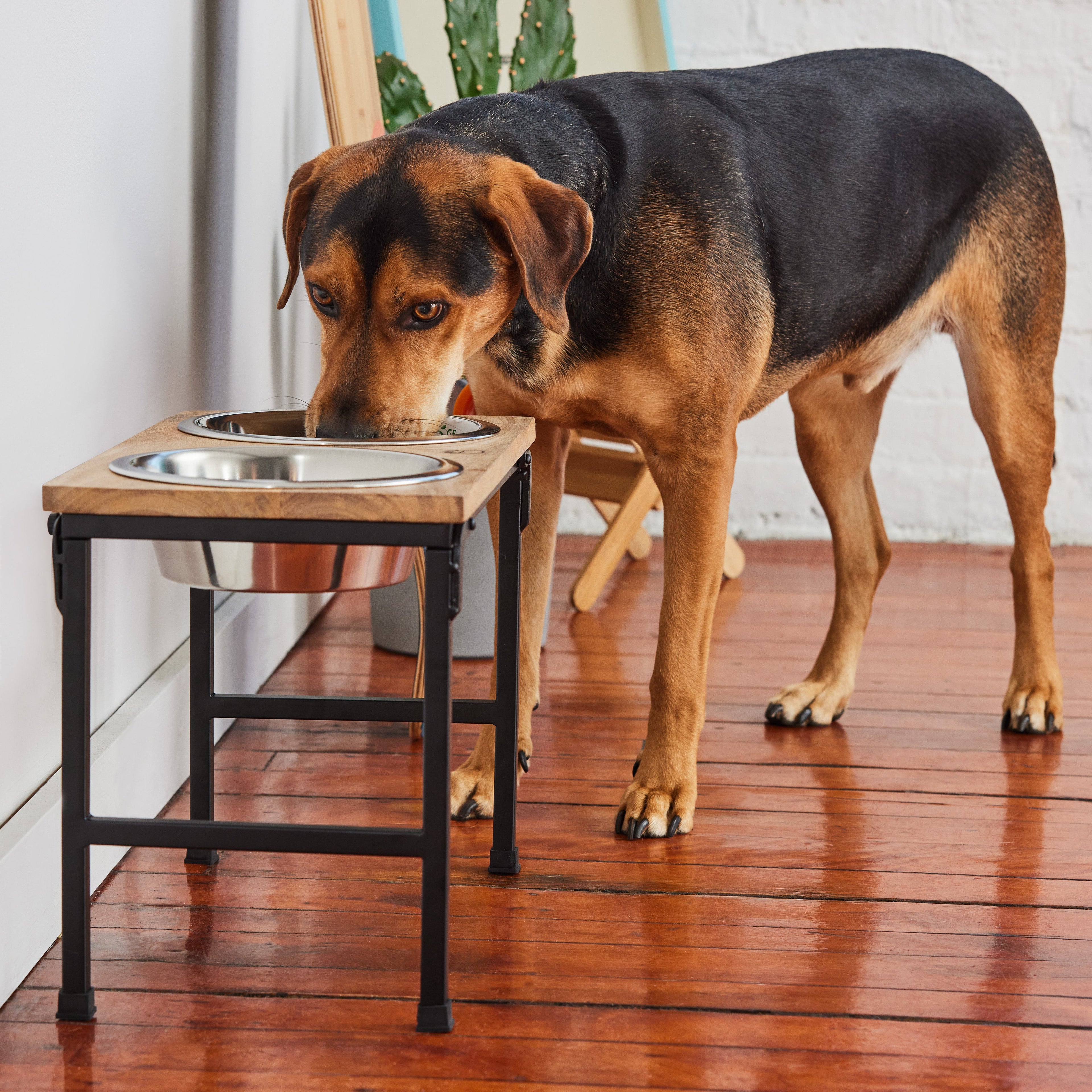 Sustainable Wood & Metal Elevated Pet Feeder